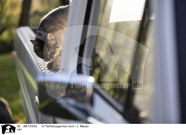 cat / JM-15342
