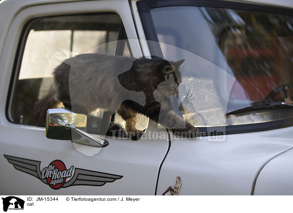 Katze / cat / JM-15344