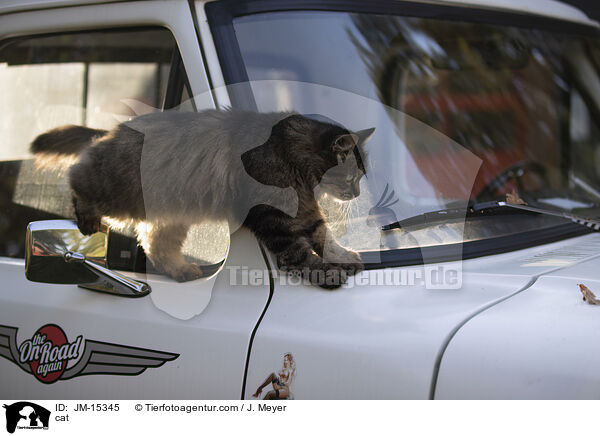 cat / JM-15345