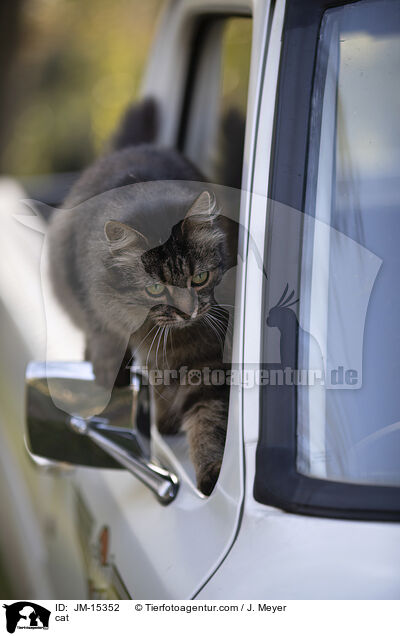 Katze / cat / JM-15352