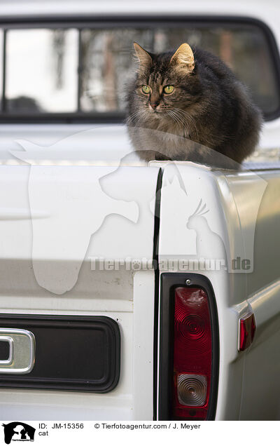 cat / JM-15356