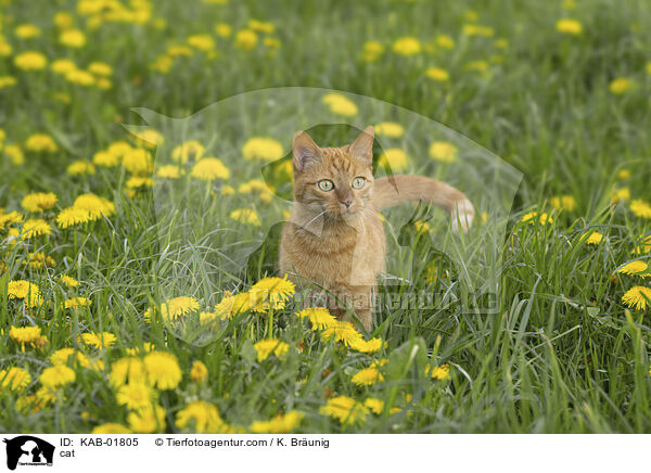 cat / KAB-01805