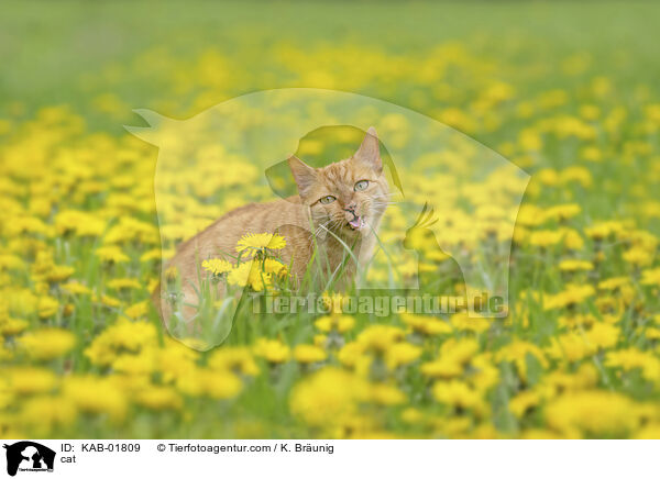 cat / KAB-01809