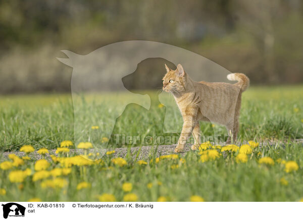 cat / KAB-01810