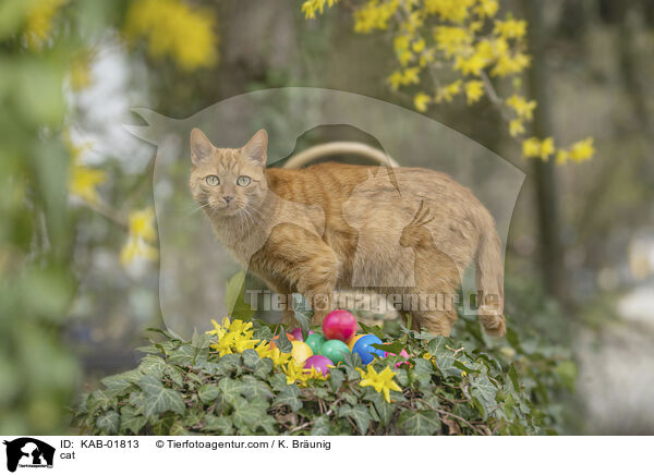 cat / KAB-01813