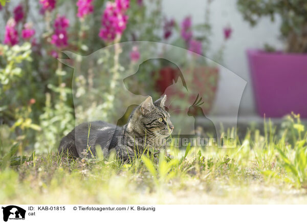 cat / KAB-01815