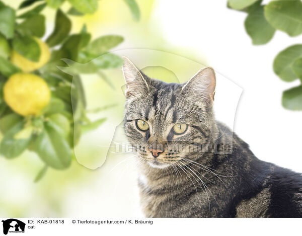 cat / KAB-01818