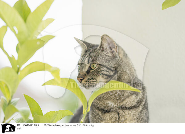 cat / KAB-01822
