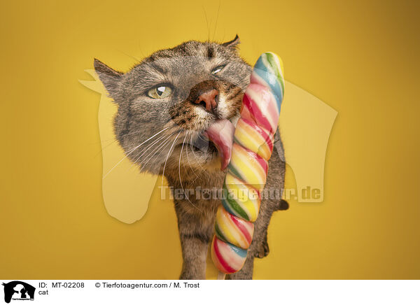 Katze / cat / MT-02208