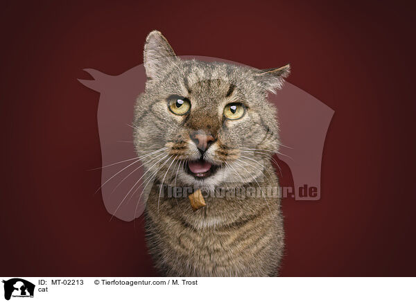 cat / MT-02213
