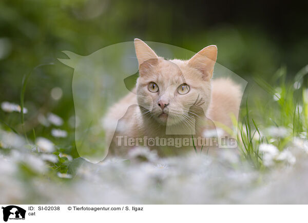Katze / cat / SI-02038
