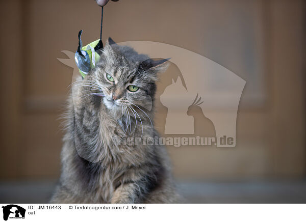 cat / JM-16443