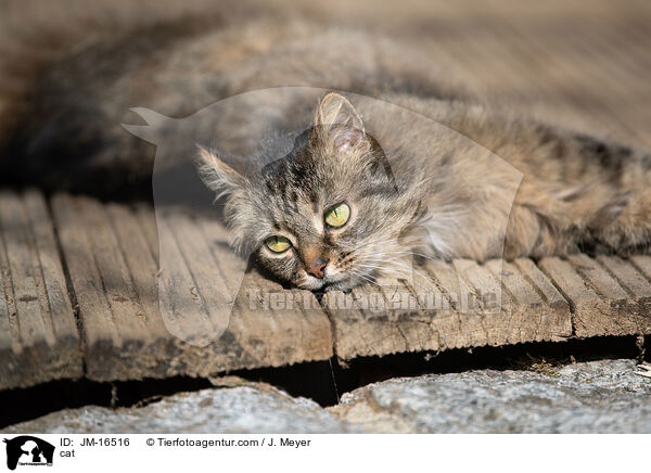 cat / JM-16516