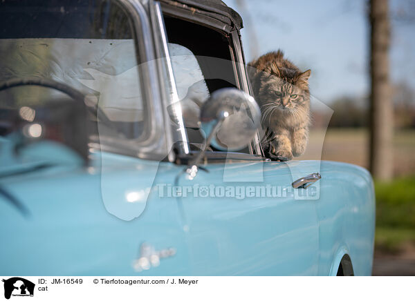 Katze / cat / JM-16549