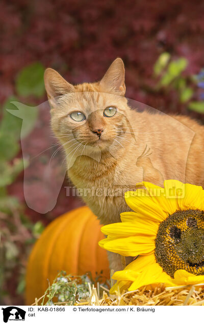 Katze / cat / KAB-01866