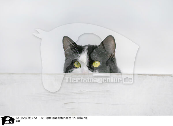 cat / KAB-01872
