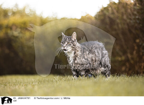 cat / JAM-04781