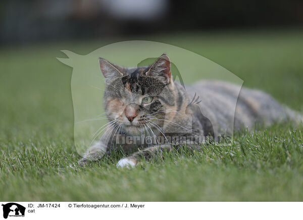 cat / JM-17424