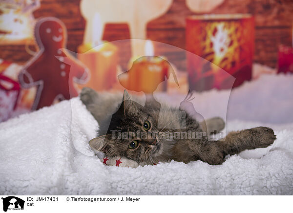 Katze / cat / JM-17431