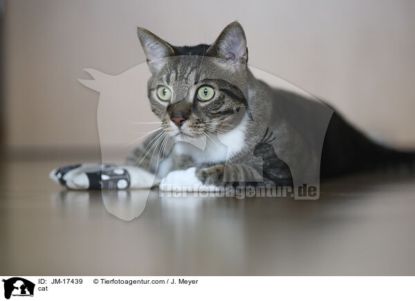 cat / JM-17439
