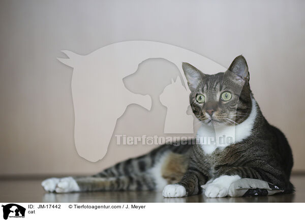 cat / JM-17442