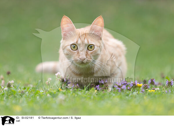 cat / SI-02181