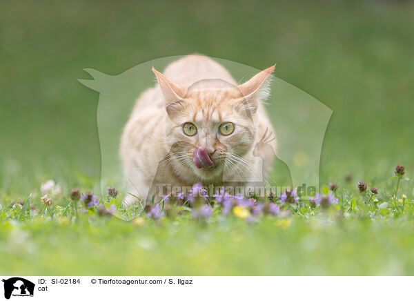 Katze / cat / SI-02184