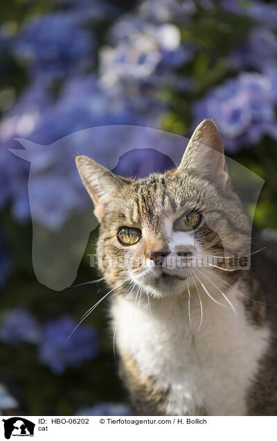 cat / HBO-06202