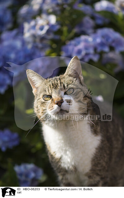 cat / HBO-06203