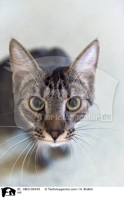 cat / HBO-06445