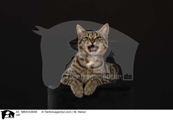 Katze / cat / MAH-03908