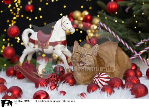 Katze / cat / KAB-01954