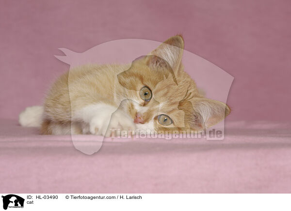 Katze / cat / HL-03490