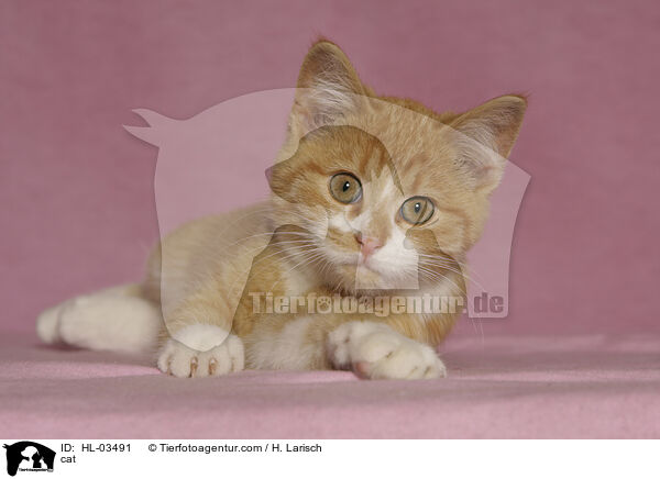 Katze / cat / HL-03491