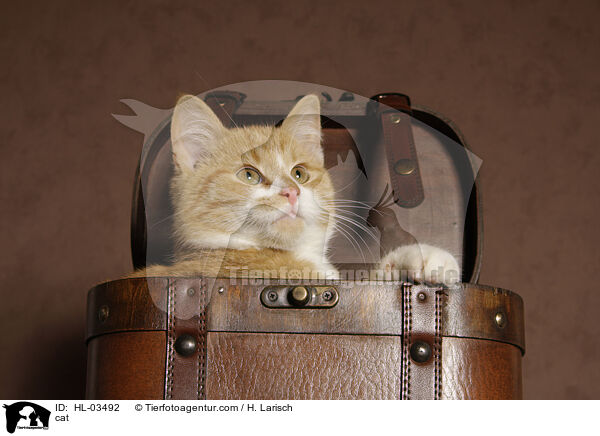 Katze / cat / HL-03492
