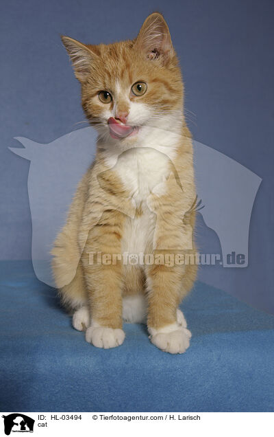 cat / HL-03494