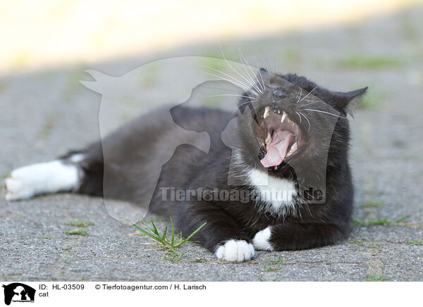 Katze / cat / HL-03509