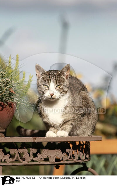 Katze / cat / HL-03812
