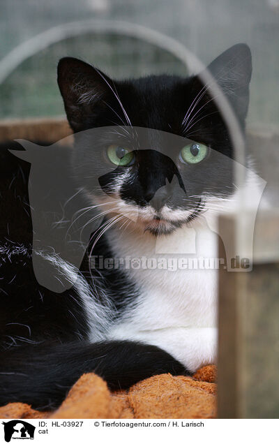 cat / HL-03927