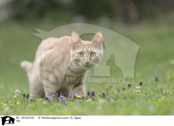 cat / SI-02319