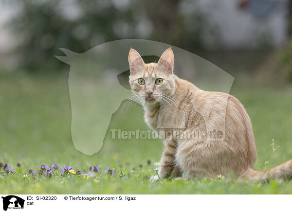 cat / SI-02320