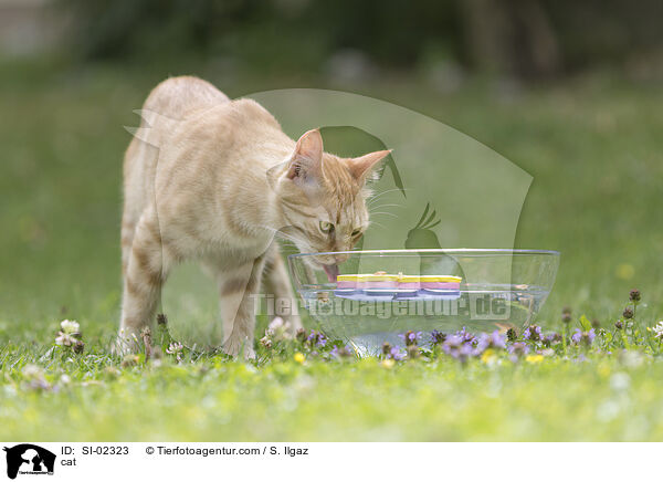 cat / SI-02323