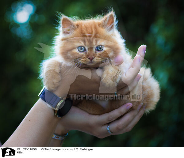 K?tzchen / kitten / CF-01050