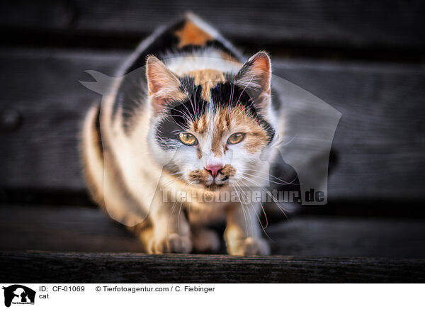 cat / CF-01069