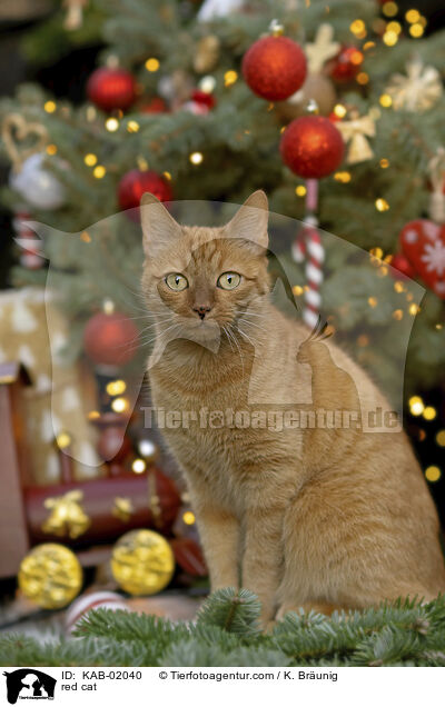 red cat / KAB-02040