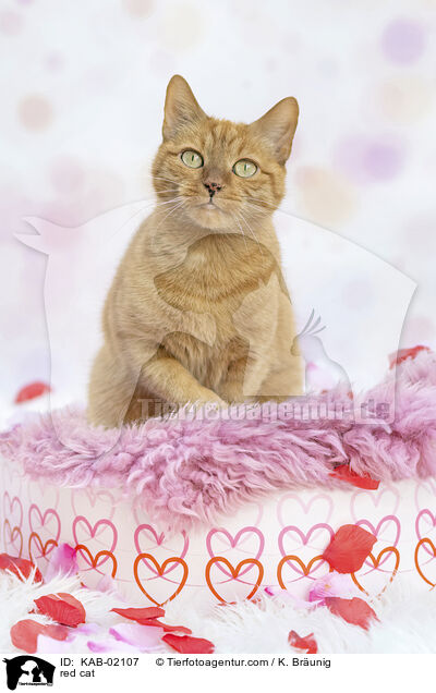 red cat / KAB-02107