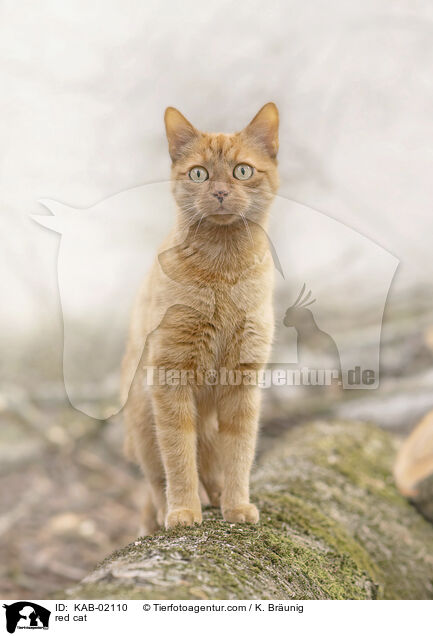 red cat / KAB-02110