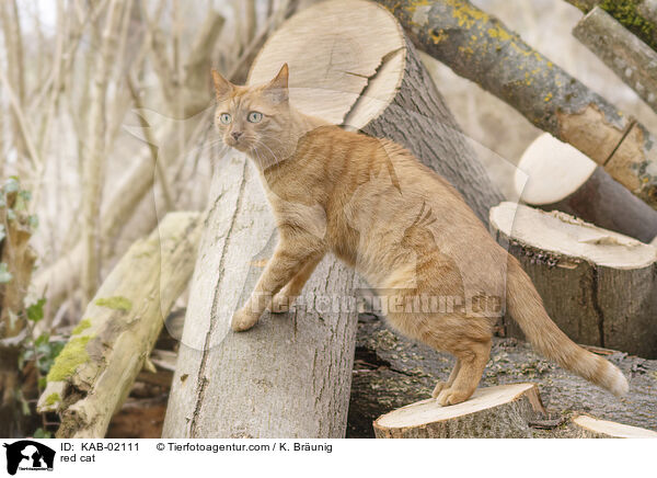 red cat / KAB-02111