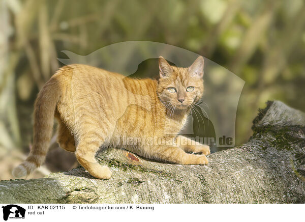 red cat / KAB-02115