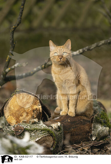 red cat / KAB-02117